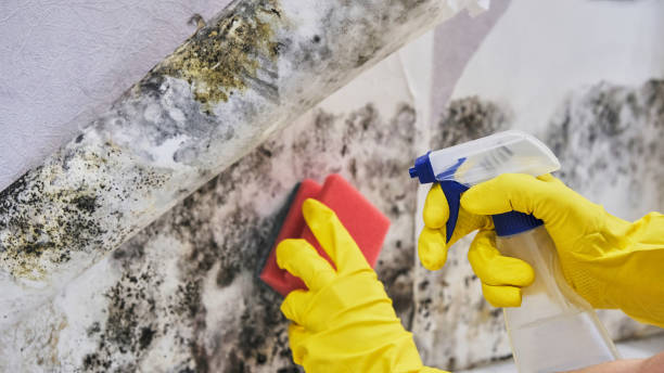 Best 24-hour water damage restoration  in Al Creek, CO