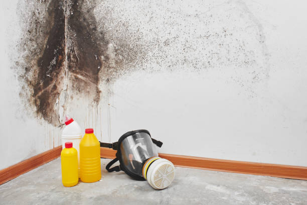 Best Water damage contractors near me  in Al Creek, CO