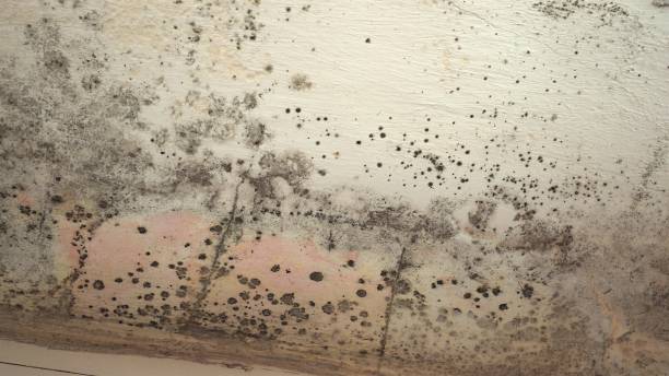 Best Commercial water damage restoration  in Al Creek, CO