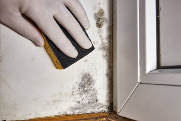 Reliable Coal Creek, CO Water damage restoration Solutions